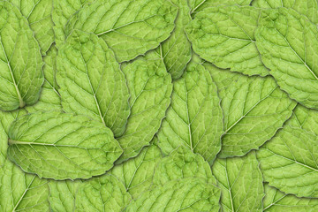 Mint Leaf Background