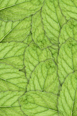Mint Leaf Background