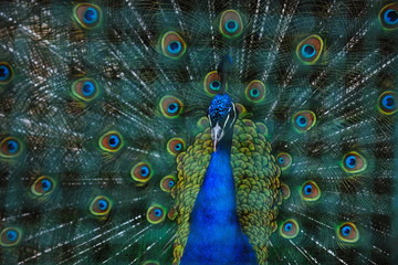 peacock bird closeup background