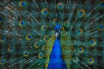 Photo sur Aluminium Paon peacock bird closeup background