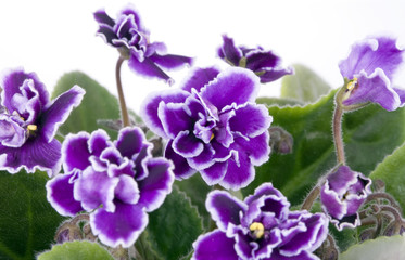 Fototapeta na wymiar Decorative room flower violet