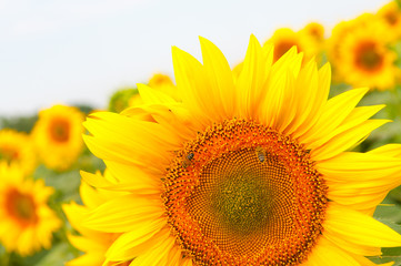 Obraz premium sunflower field .