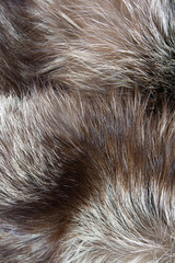 Silver fox background