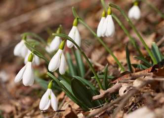 snowdrops