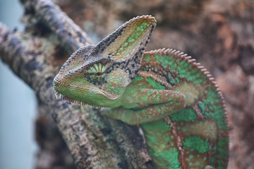 Chamäleon auf Baumstamm