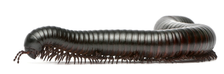 Millipede, Myriapoda, Spirostreptus giganteus