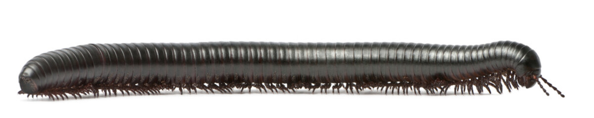 Millipede, Myriapoda, Spirostreptus giganteus © Eric Isselée