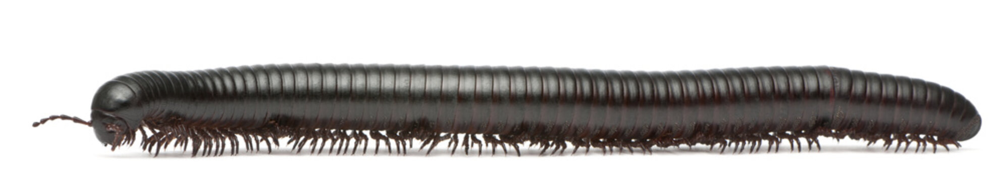 Millipede, Myriapoda, Spirostreptus giganteus