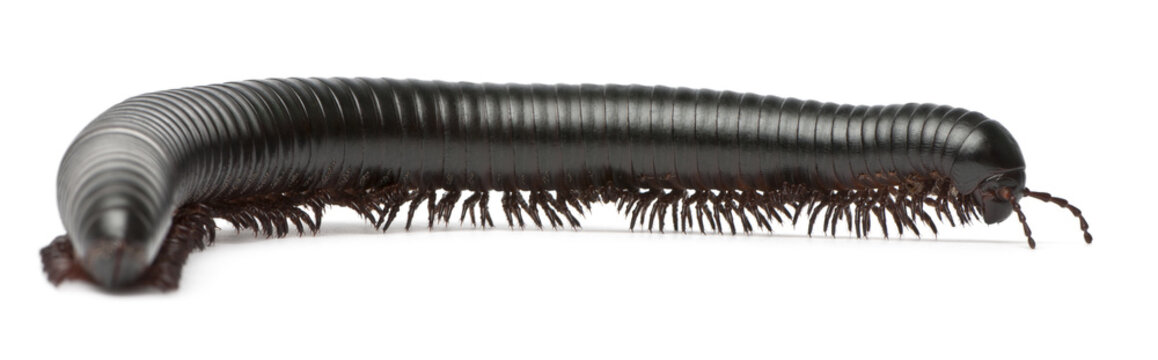 Millipede, Myriapoda, Spirostreptus giganteus