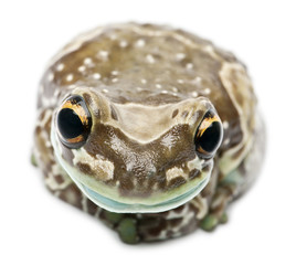 Obraz premium Amazon Milk Frog, Trachycephalus resinifictrix