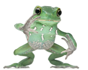 Waxy Monkey Leaf Frog, Phyllomedusa sauvagii, hopping