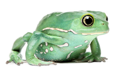 Waxy Monkey Leaf Frog, Phyllomedusa sauvagii