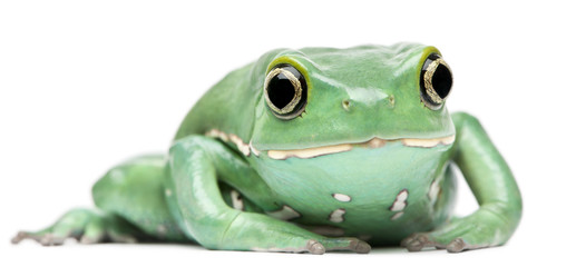 Waxy Monkey Leaf Frog, Phyllomedusa sauvagii