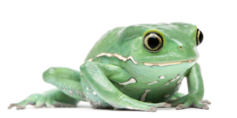 Waxy Monkey Leaf Frog, Phyllomedusa sauvagii