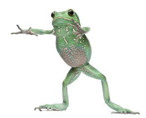 Fototapeta premium Waxy Monkey Leaf Frog, Phyllomedusa sauvagii, standing