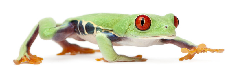 Red-eyed Treefrog, Agalychnis callidryas, walking