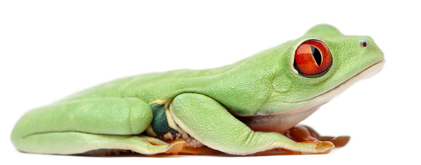Red-eyed Treefrog, Agalychnis callidryas, sitting