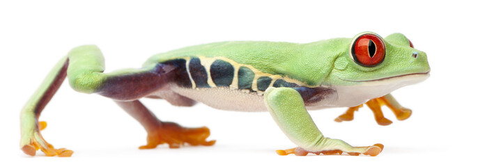 Red-eyed Treefrog, Agalychnis callidryas, walking