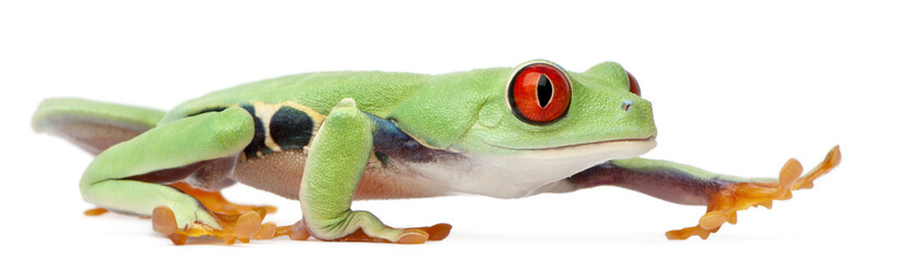 Red-eyed Treefrog, Agalychnis callidryas, walking