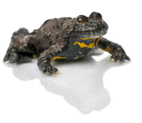 Obraz premium Yellow-Bellied Toad, Bombina variegata