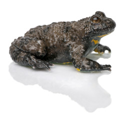 Yellow-Bellied Toad, Bombina variegata