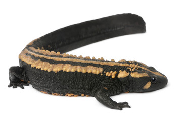 Laos Warty Newt, Paramesotriton laoensis