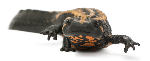 Laos Warty Newt, Paramesotriton laoensis