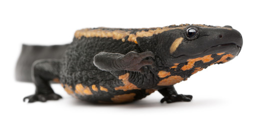 Laos Warty Newt, Paramesotriton laoensis