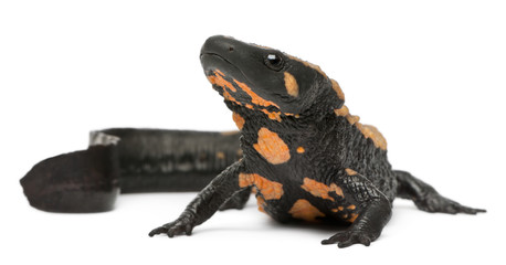 Laos Warty Newt, Paramesotriton laoensis