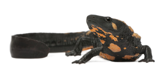 Laos Warty Newt, Paramesotriton laoensis