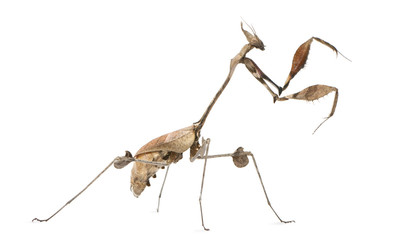 Wandering Violin Mantis, Gongylus gongylodes