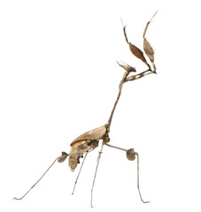 Wandering Violin Mantis, Gongylus gongylodes