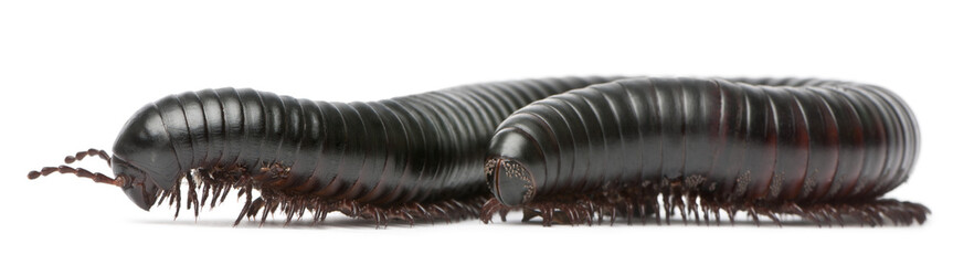 Millipede, Myriapoda, Spirostreptus giganteus