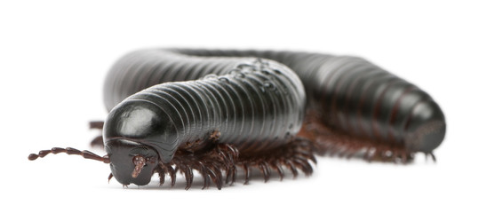 Millipede, Myriapoda, Spirostreptus giganteus