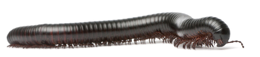 Millipede, Myriapoda, Spirostreptus giganteus
