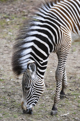 Fototapeta na wymiar Zebra kuba