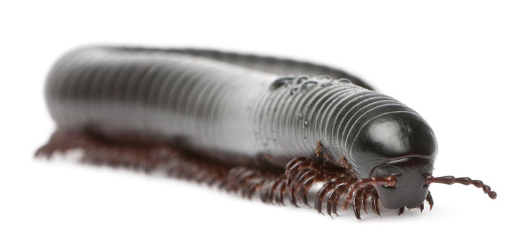 Millipede, Myriapoda, Spirostreptus giganteus