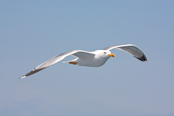 seagull in flight against the blue sky