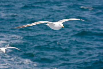 seagulls flying with spreaded wings
