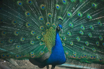 Obraz premium peacock bird closeup background