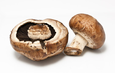 Edible Mushrooms isolated on a white background