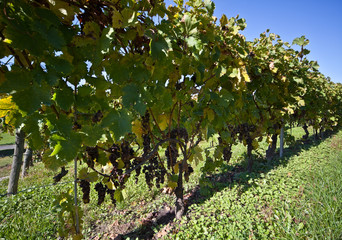 Fototapeta na wymiar Vineyard, winobranie, w Asti, Piemont, Włochy