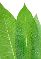 Tropical leaf