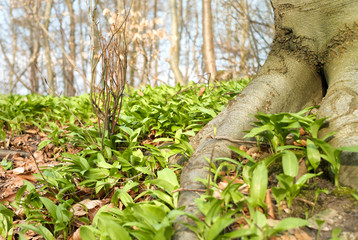 Wald im Frühling