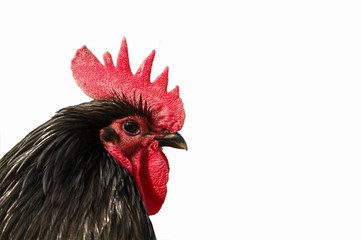 Rooster