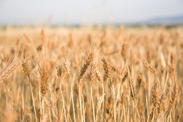 Wheat field. Small DOF