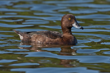Tufted Duck (Aythya fuligula, female) swim on the lake