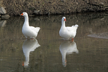 Zwei Hausgänse im Wasser