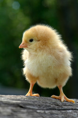 chick