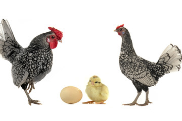 hen and cock